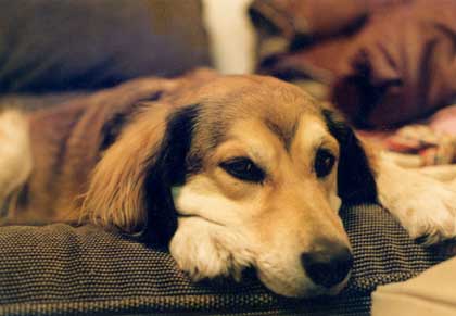 Sheba