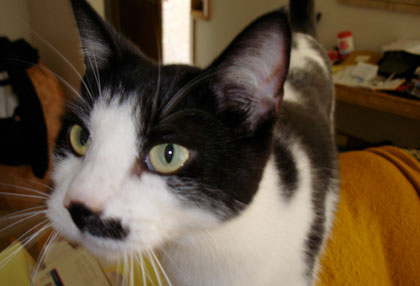 Stuart